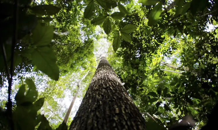 floresta Amazônica