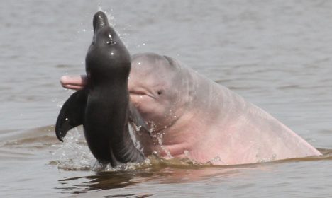 comportamento de botos na Amazônia