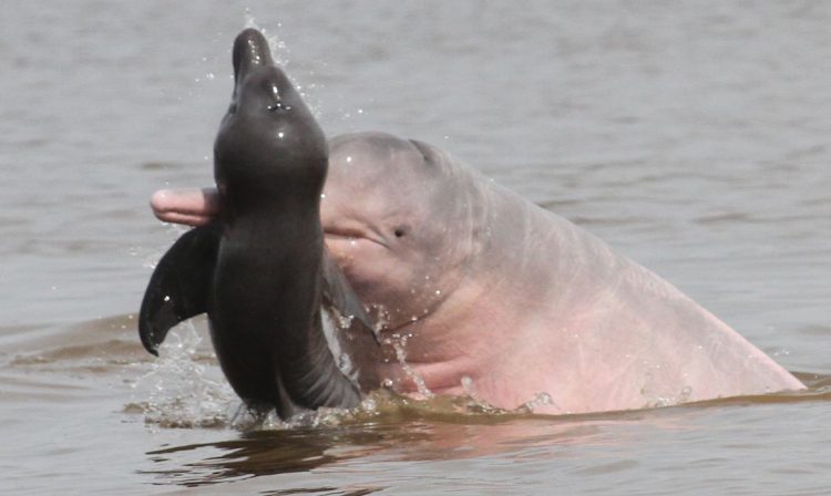 comportamento de botos na Amazônia