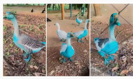 Brasília (DF), 16/05/2025 - Gansos que ficaram azuis e encontra peixes mortos após derramamento de corante em córrego de Jundiaí.
Foto: Associação Mata Ciliar