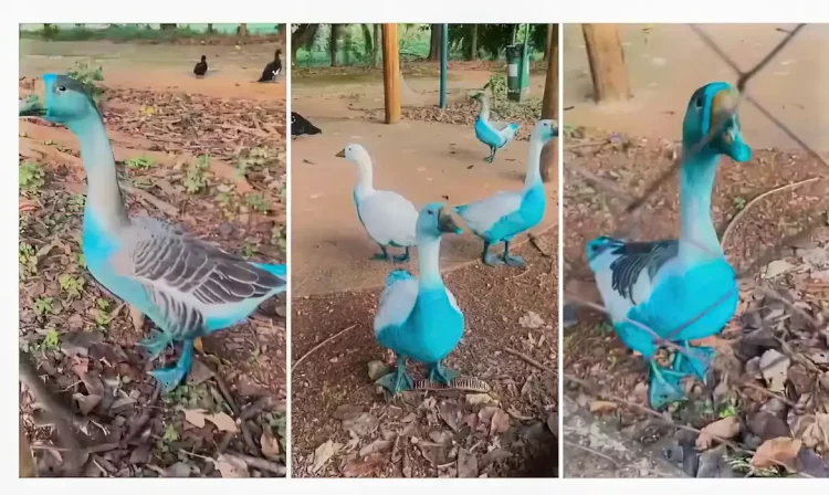 Brasília (DF), 16/05/2025 - Gansos que ficaram azuis e encontra peixes mortos após derramamento de corante em córrego de Jundiaí.
Foto: Associação Mata Ciliar