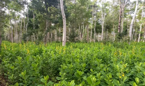 Reflorestamento e recuperação de vegetação nativa. Foto: Symbiosis/ Divulgação