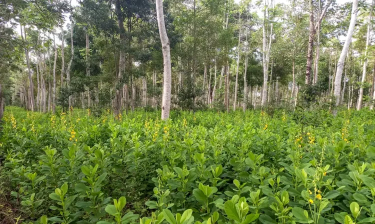 Reflorestamento e recuperação de vegetação nativa. Foto: Symbiosis/ Divulgação