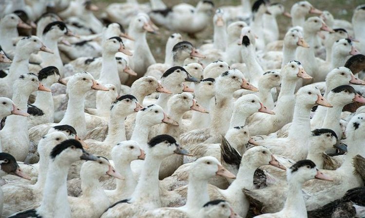 Brasília (DF), 18/05/2025 - Patos.e gansos. Gripe abiária. Foto: Agência Senado/Divulgação