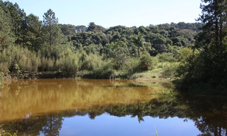 Lago do Parque Natural Municipal Varginha, no bairro Chácara Santo Amaro.