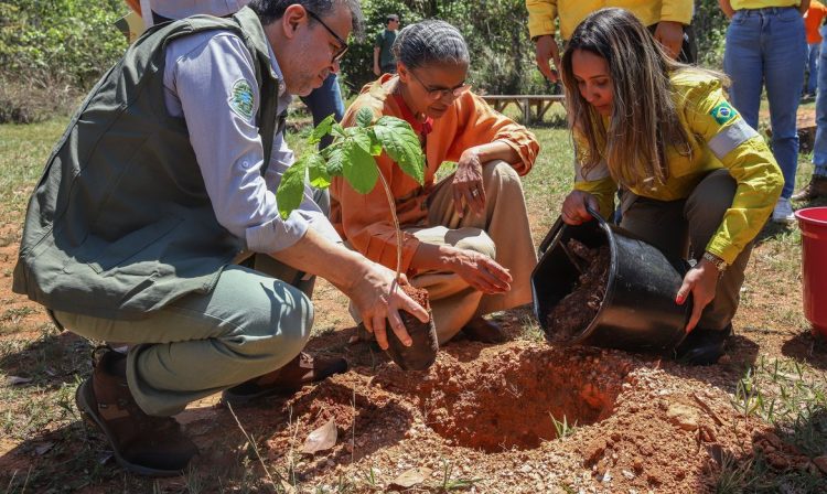 Brasília (DF), 11/09/2023, A ministra do Meio Ambiente e Mudança do Clima, Marina Silva, e o presidente do ICMBio, Mauro Pires, plantam árvore, durante assinatura do Plano de Manejo do Parque Nacional de Brasília.  Foto: Antônio Cruz/Agência Brasil