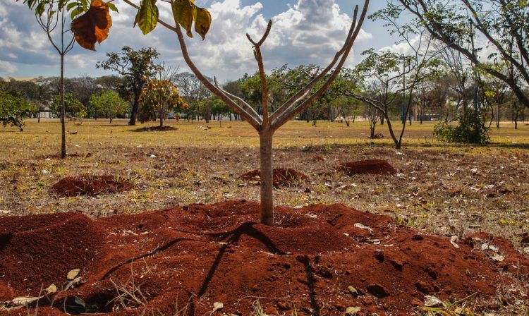 Brasília (DF), 25/08/2023, Devido à falta de chuva e às altas temperaturas, a cidade de Brasília fica a cada dia com a vegetação do Cerrado fica mais seca e a humidade do ar mais baixa. Foto: José Cruz/Agência Brasil