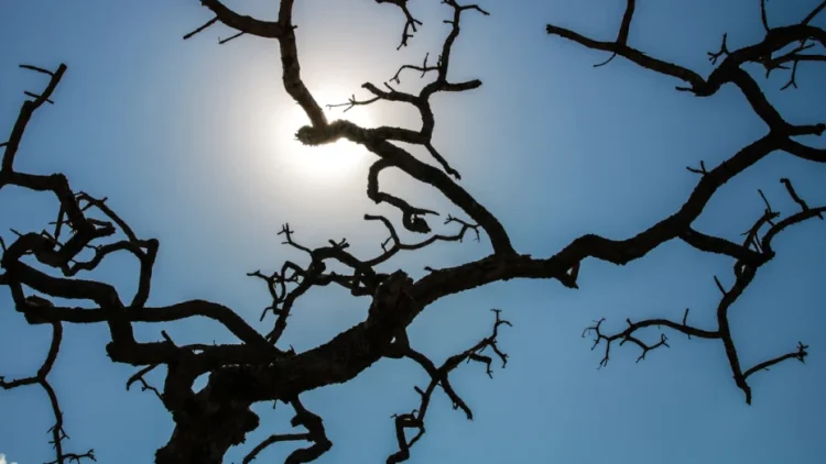 Inmet acrescenta que a expectativa é que o “forte calor” continue, pelo menos, até meados da próxima semana / Foto: Agência Brasil