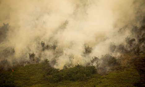 Porto Jofre (MT) 17/11/2023 – Incêndio florestal que atige o Pantanal.
Foto: Joédson Alves/Agência Brasil