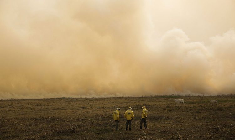 Porto Jofre (MT) 19/11/2023 – Brigadistas do Icmbio observam cortina de fumaça por conta do incêndio florestal que atige o Pantanal.
Foto: Joédson Alves/Agência Brasil