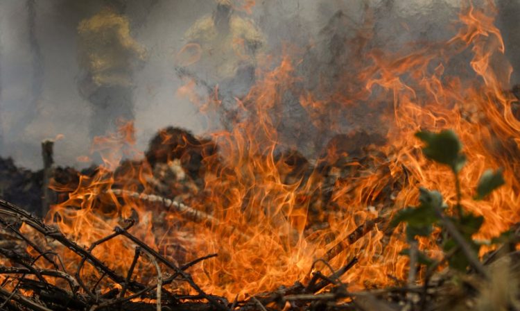 Poconé (MT) 17/11/2023 – Brigadistas do ICMBIO durante combate ao incêndio florestal que atinge o Parque Nacional do Pantanal Mato-Grossense 
Foto: Joédson Alves/Agência Brasil