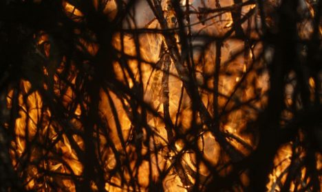 Poconé (MT) 17/11/2023 – Detalhe de galhos sendo queimados no Parque Nacional do Pantanal Mato-Grossense durante incêndio florestal.
Foto: Joédson Alves/Agência Brasil