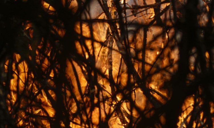 Poconé (MT) 17/11/2023 – Detalhe de galhos sendo queimados no Parque Nacional do Pantanal Mato-Grossense durante incêndio florestal.
Foto: Joédson Alves/Agência Brasil