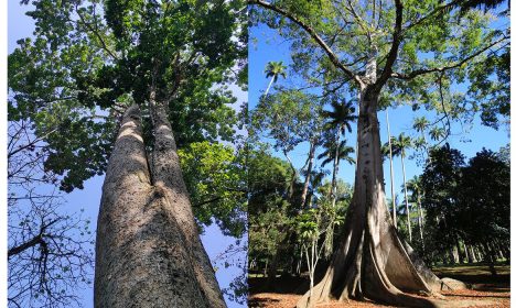 Jardim Botânico do Rio lança Trilha de Árvores Gigantes