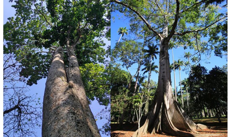 Jardim Botânico do Rio lança Trilha de Árvores Gigantes