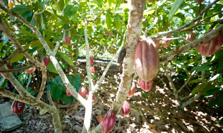 San José (Costa Rica) 20/04/2024 Produtores de café e cacau da América Latina contam como lidam com mudanças climáticas. Crédito: Divulgação IICA