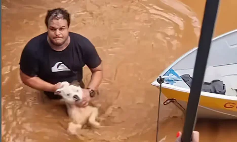 CHUVAS NO RS - Resgate de animais ilhados no Rio Grande do Sul. Foto: Luisa Mell/Instagram