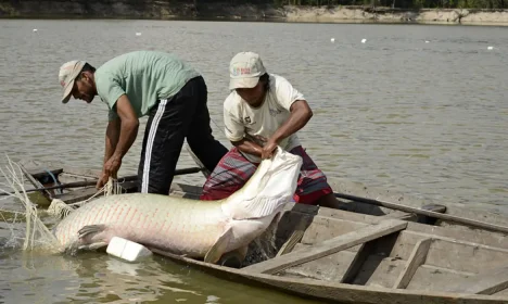 Manejo dos peixes pirarucu