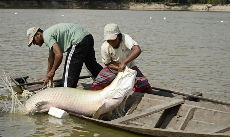 Manejo dos peixes pirarucu