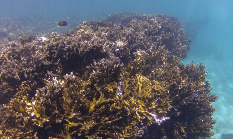 Tamandaré (PE), 25/10/2023 - O coral-de-fogo (Millepora alcicornis) no recife Pirambu, na APA Costa dos Corais. Foto: Fernando Frazão/Agência Brasil