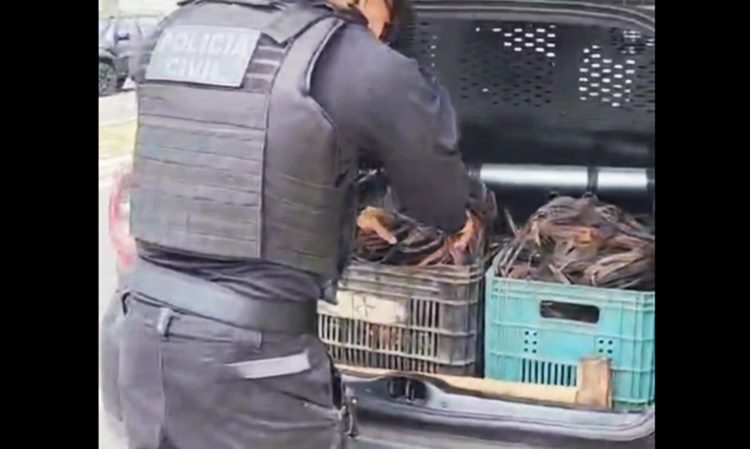 Material apreendido pela Polícia Civil