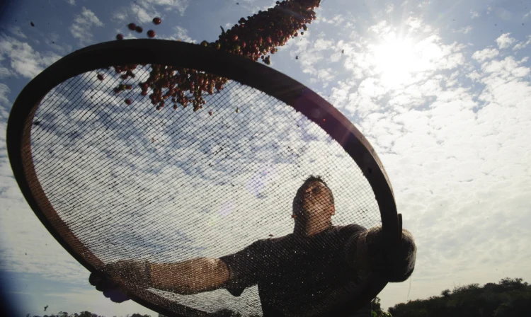 Plantação de café onde pesquisadores da Embrapa estudam os efeitos do aquecimento terrestre e o do aumento de CO2 na atmosfera no comportamento das plantas. O estudo pretende prever como será o