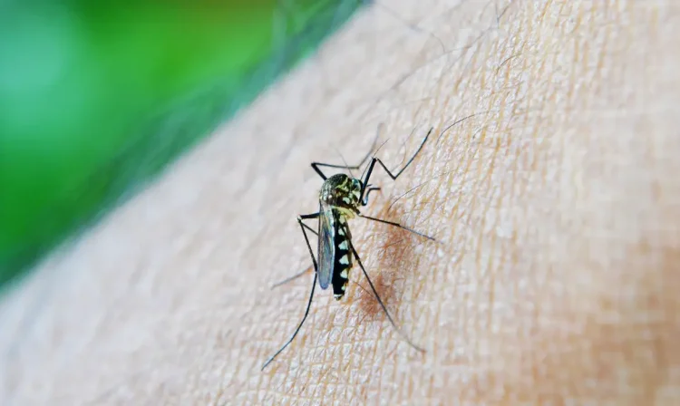 Mosquito da Dengue, Aedes Aegypti, picada. Foto: nuzeee/Pixabay