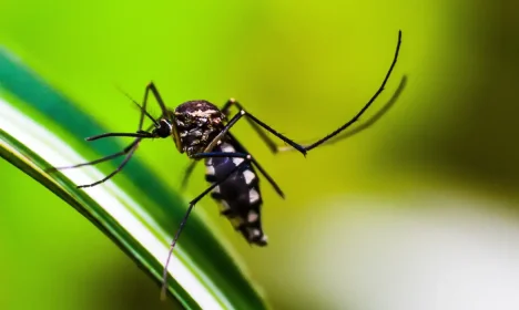 Mosquito da Dengue, Aedes Aegypti, picada, Malária. Foto: shammiknr/Pixabay