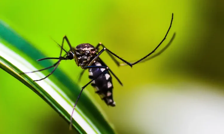 Mosquito da Dengue, Aedes Aegypti, picada, Malária. Foto: shammiknr/Pixabay