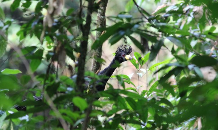 Pesquisadores acham ave quase em extinção e desaparecida há 40 anos. O mutum-pinima está criticamente ameaçado principalmente pela destruição do habitat. Foto Leonardo Victor Soares Pinheiro/Divulgação