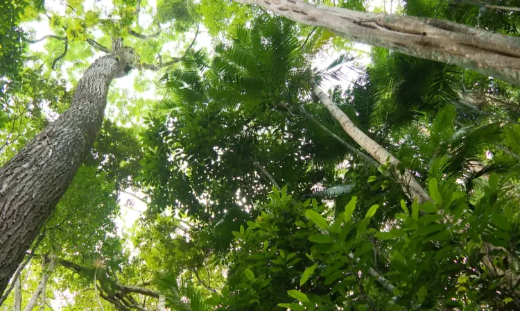 Mata Atlântica é dotada de uma impressionante biodiversidade