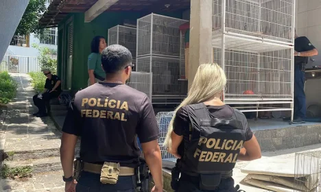 Operação Operação da PF/RJ e IBAMA contra tráfico de animais - Aves apreendidas. Foto: Polícia Federal/RJ