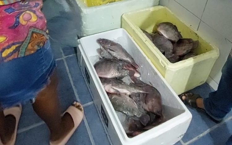 Peixes foram distribuídos nos Cras