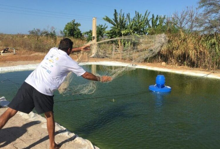 Criação de peixes é uma das possibilidades da pesquisa, que permite o aproveitamento de todo o rejeito gerado no processo de dessalinização. Foto: arquivo pessoal/cedida.