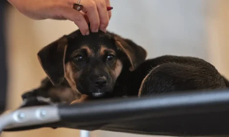 São Paulo (SP), 30/01/2026 - Adoção de Pets  na  Casa Adote na Vila Madalena em parceria com o Instituto Ampara Animal e a ONG Encontrei um Amigo.  Foto: Paulo Pinto/Agência Brasil