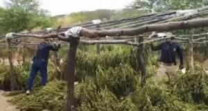 Plantação de Maconha2