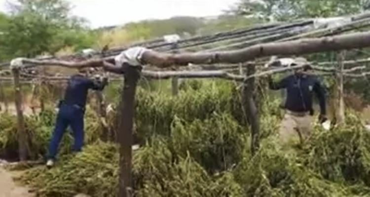 Plantação de Maconha2