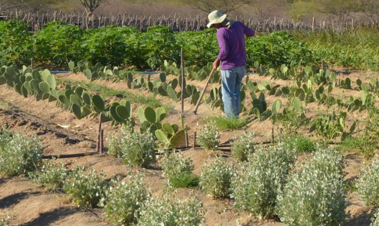 Produtor rural no Semiárido