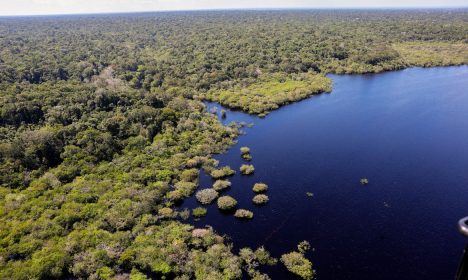 Manaus, AM 06/07/2024 Cenas da Amazônia. Floresta margeada pelo Rio Negro   Foto: Fabio Rodrigues-Pozzebom