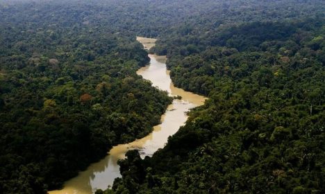 El parque ambiental de Jamanxim es un santuario ecológico de 1.300 hectáreas donde viven especies autóctonas de la Amazonia