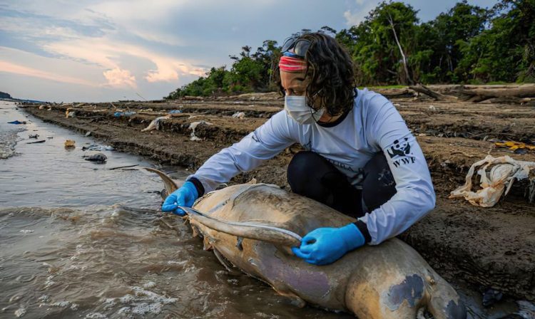 Tefé (AM) 30/09/2023 - Uma pesquisadora fazem medição e coleta de tecidos de botos mortos em lago no município de Tefé, no Amazonas. Para o ICMBio, há indícios de que a seca prolongada e a temperatura elevada na região possa ter causado as mortes dos animais
Foto: MIGUEL MONTEIRO/INSTITUTO MAMIRAUÁ