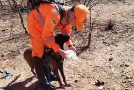 Três cães especialistas em procurar pessoas estão sendo utilizados pelos bombeiros. Foto: Reprodução/CBRN.