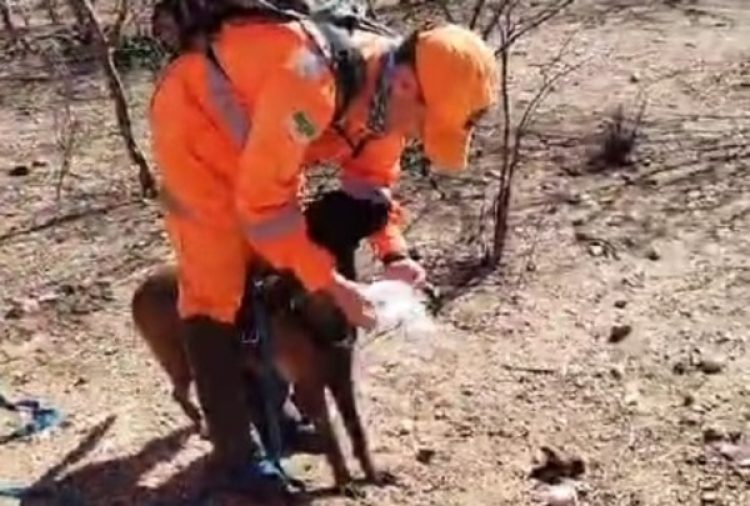 Três cães especialistas em procurar pessoas estão sendo utilizados pelos bombeiros. Foto: Reprodução/CBRN.