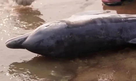 Tefé-Amazonas. 20/09/2024 carcaça de um filhote de boto foi encontrada na margem arenosa, exposta pelo recuo das águas do lago Tefé, conectado no rio Solimões, no Amazonas. Print de vídeo/ Reuters.