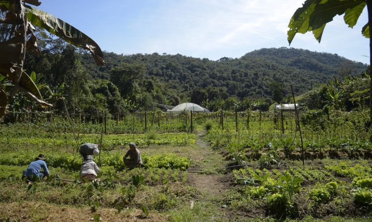 Horta na propriedade de Waldir Pollack em Paracatu de Baixo, distrito de Mariana, no local são cultivadas cerca de 40 variedades de hortaliças e legumes.