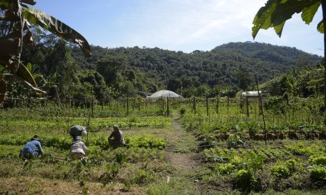 Horta na propriedade de Waldir Pollack em Paracatu de Baixo, distrito de Mariana, no local são cultivadas cerca de 40 variedades de hortaliças e legumes.