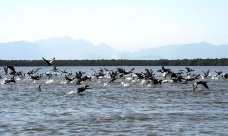 Manguezais da Área de Proteção Ambianetal(APA) de Guapi-Mirim e Estação Ecológica da Guanabara, região hidrográfica da Baía de Guanabara. Na foto, uma revoada de biguá, uma das espécies de aves encontradas na região.