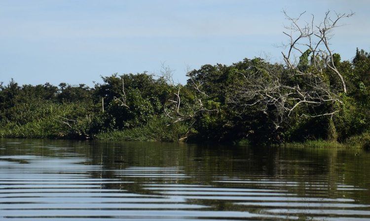 Rio de Janeiro - Manguezais da Área de Proteção Ambianetal(APA) de Guapi-Mirim e Estação Ecológica da Guanabara, região hidrográfica da Baía de Guanabara, Guapimirim, região metropolitana do Rio de Janeiro. (Foto: Tânia Rêgo/Agência Brasil)