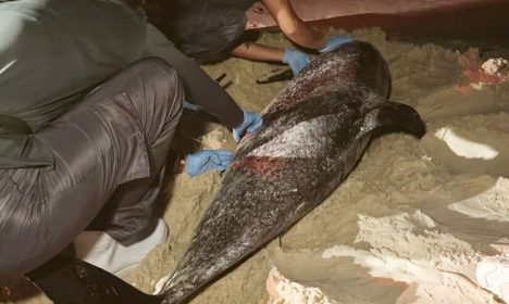 Um dos animais foi a óbito e o corpo está sob análise - (Foto: Cemam)