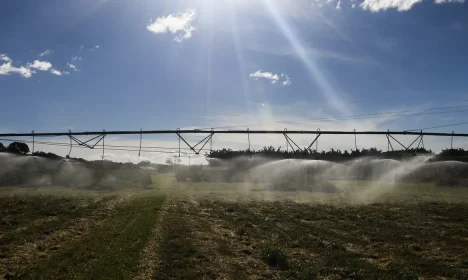 Plantação de Café  na  Embrapa Cerrado